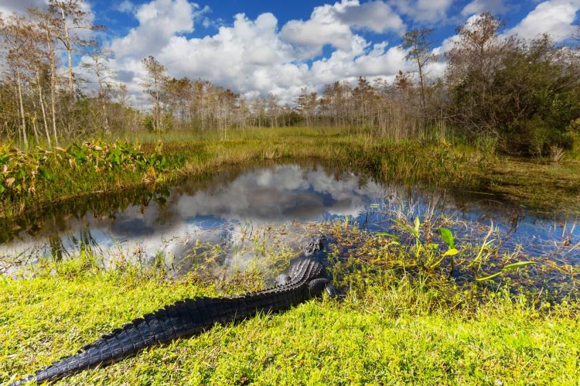 gator tours in panama city beach